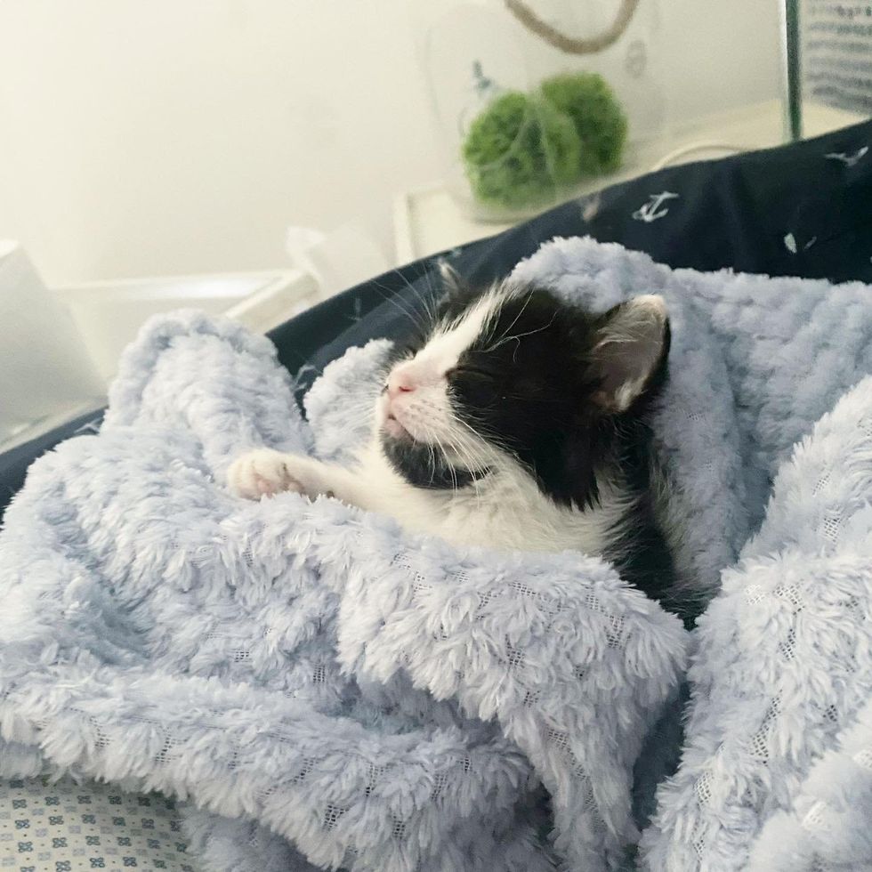 kitten blanket snuggles